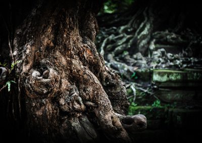 Angkor roots