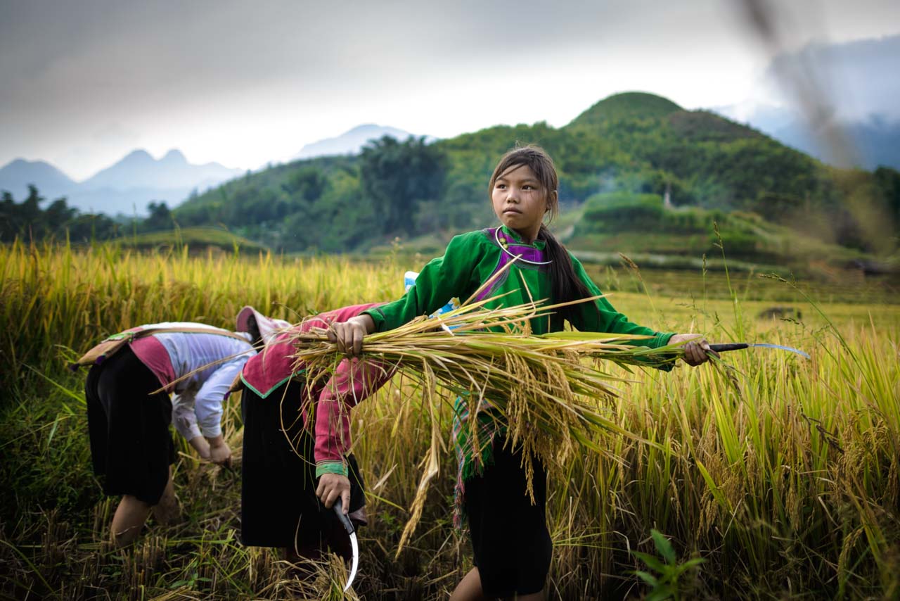 Vietnam, nelle risaie